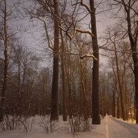 Сумерки утром :: Сапсан 