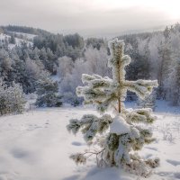 Зима :: Наталья Димова