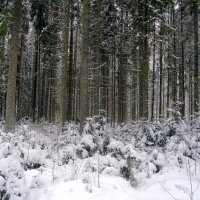 Зимний лес. :: Лия ☼