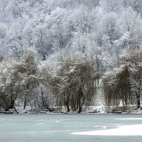 "Плакучі верби відпочивають до весни під навалою снігу і морозу" :: Ростислав Кухарук