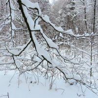 Под тяжестью снега :: Андрей Снегерёв