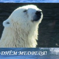 С Днём медведя! :: Дмитрий Никитин