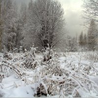 После снегопада :: Вячеслав Минаев
