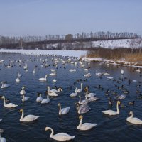 На озере Лебедином :: Виктор Четошников