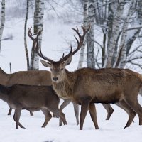 Олени :: Василий Панкрушов