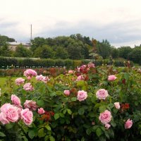 Розы Купеческой гавани. :: Лия ☼
