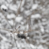 Зима :: Яна Горбунова