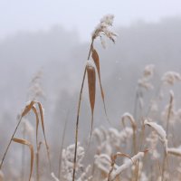 Снег идет :: Владилен Панченко