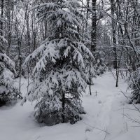 В лесу родились ёлочки :: Андрей Лукьянов