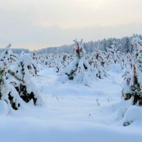 После снегопада :: Андрей Снегерёв