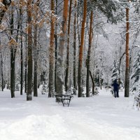 В зимнем парке :: Галина Кан