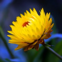 xerochrysum :: Zinovi Seniak