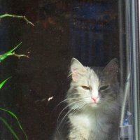 Кошка на окошке :: Дмитрий Никитин