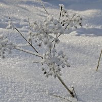 Зимние цветы :: Нина Синица