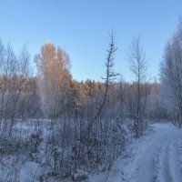 Зима :: Сергей Цветков