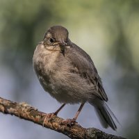 Будущая трясогузка :: Анна Иларионова