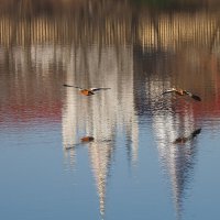 Летели утки :: Евгений Седов