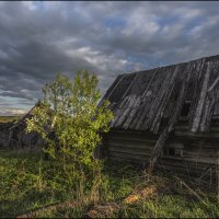 Черемуха :: vedin 