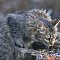 Пошли с Машкой птичек кормить. Птичий диетолог. :: Восковых Анна Васильевна 