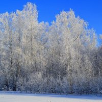 Морозная роща :: Татьяна Лютаева