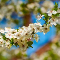 Цветущая вишня в весеннем парке. :: Евгений Никонов