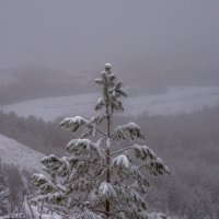 Зимний туман :: Наталья Димова