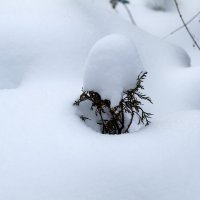 under snow :: Zinovi Seniak