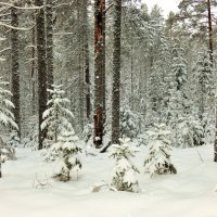 Зимний лес после снегопада. :: Ольга Митрофанова