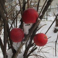 Предновогодние яблоки искушения в зимнем райском саду!.. :: Alex Aro Aro Алексей Арошенко