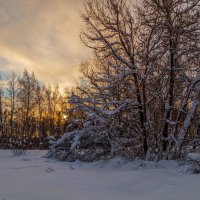 Морозное декабрьское утро 02 :: Андрей Дворников