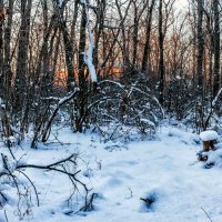 В лесу зимним утром.. :: Юрий Стародубцев