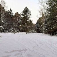 В декабре , в декабре.., много снегу и пасмурно . :: Мила Бовкун