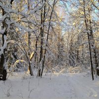 В зимнем лесу :: Вячеслав Минаев