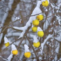 Яблоки в снегу :: Владимир Кириченко  wlad113