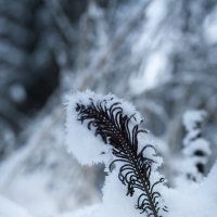 Поэзия зимы :: Евгений Березовиков