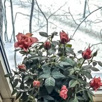 Розовые розы на моём окне... :: Сергей Козырев
