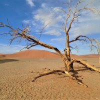 Пустыня Намиб :: Игорь Матвеев 