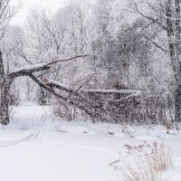 Снегопад :: Сергей Добрыднев