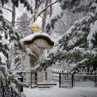 В кедровой роще Толгского монастыря :: Николай Белавин