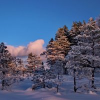 Зимний лес и молчанье снегов.. :: Татьян@ Ивановна