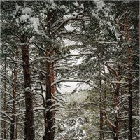 "Зима в лесу. С горки"© :: Владимир Макаров