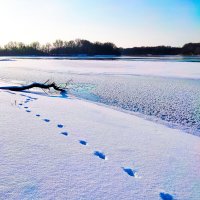 Следы на снегу... :: Динара Каймиденова