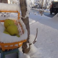 Возле нашего дома  яблоки в снегу - рождественское чудо... :: Alex Aro Aro Алексей Арошенко