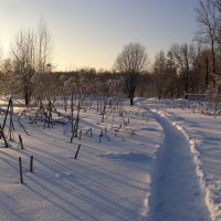Мороз и снег, тропинка в поле, сухой бамбук борщевика... :: Николай Белавин