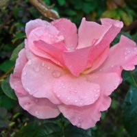 Роза :: laana laadas