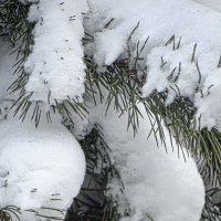 Снежные лапы :: Юлия Денискина