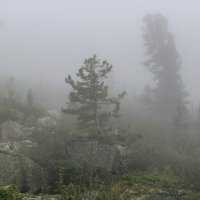 Ёжики в тумане :: Владимир Кириченко