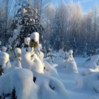 греются на солнышке :: Владимир 