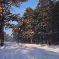 Зимняя дорога :: Наталия Григорьева