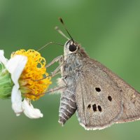 Suastus gremius :: Станислав С.